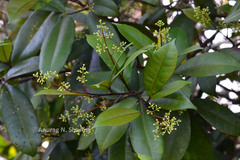 Zanthoxylum ovalifolium